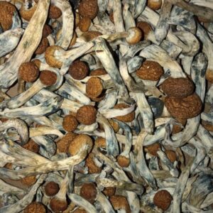 Buy Golden Teachers Mushrooms Online