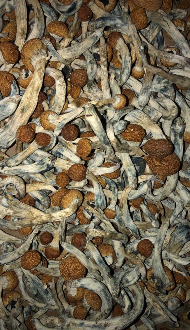 Buy Golden Teachers Mushrooms Online